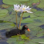 3730 Common Gallinule (Moorhen) Chick (Gallinula chloropus), Anahuac NWR, Texas