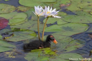 3730 Common Gallinule (Moorhen) Chick (Gallinula chloropus), Anahuac NWR, Texas