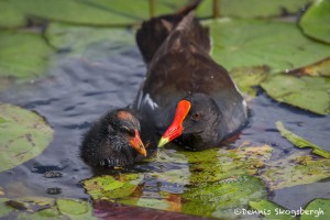 3731 Common Gallinule (Moorhen) with Chick (Gallinula chloropus), Anahuac NWR, Texas