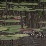 3734 Black-bellied Whistling Ducks (Dendrocygna autumnalis), Anahuac NWR, Texas