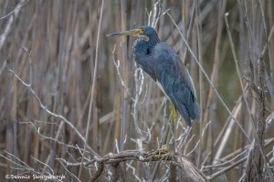 3740 Tricolored Heron (Egretta tricolor), Anahuac NWR, Texas