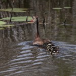 3746 Black-bellied Whistling Ducks, Anahuac NWR, Texas