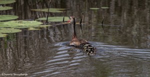 3746 Black-bellied Whistling Ducks, Anahuac NWR, Texas