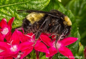 3748 Yellow-banded Bumble Bee (Bombus terricola), Texas
