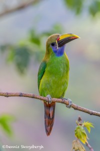 3750 Emerald Toucanet, Costa Rica