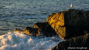 3776 Sunrise, Portland Head Lighthouse, Port Elizabeth, ME