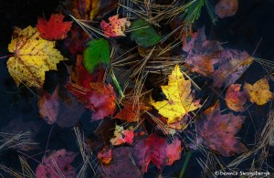 3778 Colored Leaves, Eagle Lake, Acadia NP, ME