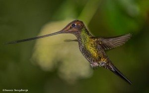 3818 Sword-billed Hummingbird (Ensifera ensifera), Guango Lodge, Ecuador