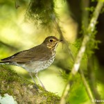 3820 Swainson's Thrush (Catharus ustulatus), Tandayapa Lodge, Ecuador