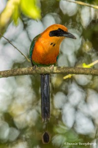 3822 Rufous Motmot (Baryphthengus marti), Tandayapa Lodge, Ecuador