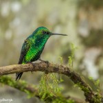 3826 Western Emerald (Chlorostilbon melanorhyncus). Tandayapa Lodge, Ecuador