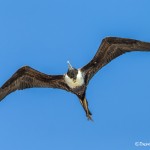 3833 Female Frigatebird (Fregata magnificens), Galapogos Islands