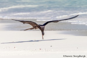 3834 Frigatebird Plucking Food from the Espanola Beach, Galapagos