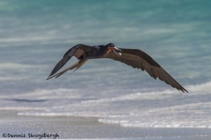 3835 Frigatebird, Espanola Island, Galapagos