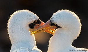 3839 Nazca Booby Pair, Galapagos Islands