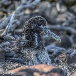 3845 Waved (Galapagos) Albatros Chick (Phoebastria irrorata), Espanola Island, Galapagos
