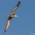 3846 Waved (Galapagos) Albatros (Phoebastria irrorata), Espanola Island, Galapagos