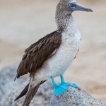 3848 Blue-footed Booby (Sula nebouxii), Espanola Island, Galapagos