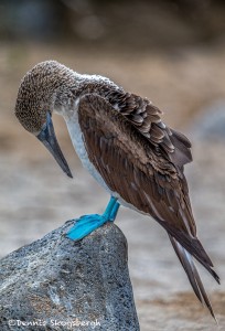 3849 Blue-footed Booby (Sula nebouxii), Espanola Island, Galapagos