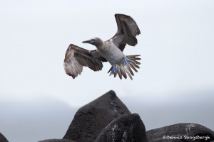 3853 Blue-footed Booby (Sula nebouxii), Espanola Island, Galapagos