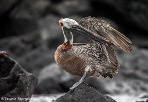 3853 Brown Pelican (Pelicanus occidentalis), San Cristobal Island, Galapagos