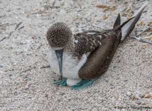 3854 Blue-footed Booby (Sula nebouxii), San Cristobal Island, Galapagos