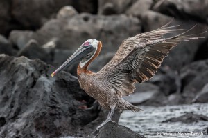 3857 Brown Pelican (Pelicanus occidentalis), San Cristobal Island, Galapagos