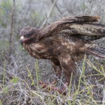 3861 Galapagos Hawk (Buteo galapagoensis), San Cristobal Island, Galapagos