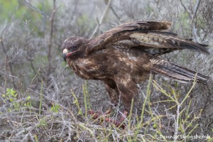 3861 Galapagos Hawk (Buteo galapagoensis), San Cristobal Island, Galapagos