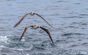 3862 Blue-footed Boobies (Sula nebouxii), San Cristobal Island, Galapagos