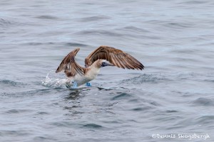 3863 Blue-footed Booby (Sula nebouxii), San Cristobal Island, Galapagos