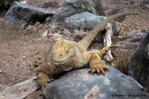 3865 Galapagos Land Iguana (Conolophus subcristatus), Sante Fe Island, Galapagos