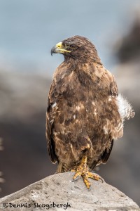 3866 Galapagos Hawk (Buteo galapagoensis), Santa FE Island, Galapagos