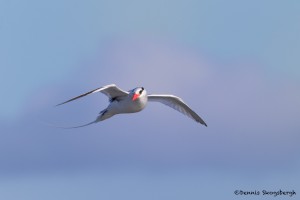 3870 Red-billed Tropicbird (Phaethon aethereus), South Plaza Island, Galapagos