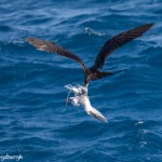 3871 Kleptoparasitism. Frigatebird Robbing from Red-billed Tropicbird, South Plaza Island, Galapagos