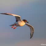 3875 Swallow-tailed Gull (Creagrus furcatus), South Plaza Island, Galapagos