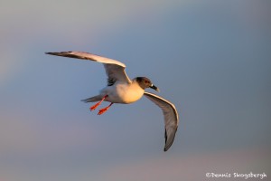 3875 Swallow-tailed Gull (Creagrus furcatus), South Plaza Island, Galapagos