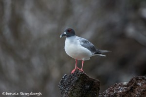 3878 Swallow-tailed Gull (Sula grantia), Genovesa Island, Galapagos