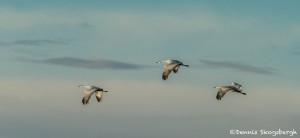 3889 Sandhill Cranes (Grus canadensis), Bosque del Apache NWR, New Mexico