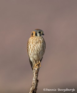 3890 Female American Kestrel (Falco sparverius), Bosque del Apache NWR, New Mexico