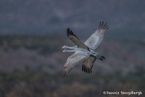 3891 Sandhill Cranes (Grus canadensis), Bosque del Apache NWR, New Mexico