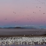 3895 Sunrise Panorama, Before Morning Fly-out, Bosque del Apache, New Mexico