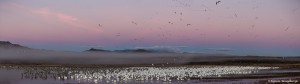 3895 Sunrise Panorama, Before Morning Fly-out, Bosque del Apache, New Mexico