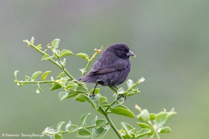 3904 Small Tree Finch, Genovesa Island, Galapagos