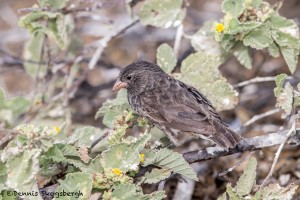 3906 Small Tree Finch, Genovesa Island, Galapagos