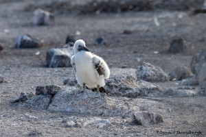 3907 Red-footed Booby Chick (Sula sula), Genovesa Island, Galapagos