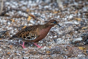 3909 Galápagos Dove (Zenaida galapagoensis), Genovesa Island, Galapagos