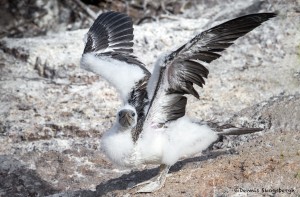 3910 Fledgling Red-footed Booby Praticing Wing-flapping Skills, Genovesa Island, Galapagos