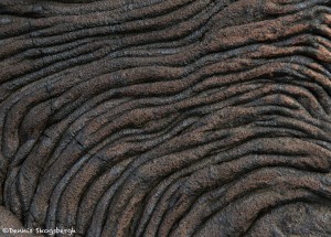 3916 Lava Pattern, Santiago Island, Galapagos