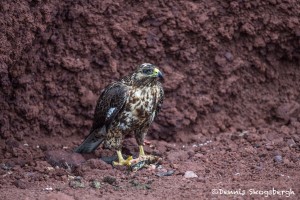 3917 Galapagos Hawk (Buteo galapagoensis) eating an iguana, Rabida Island, Galapagos